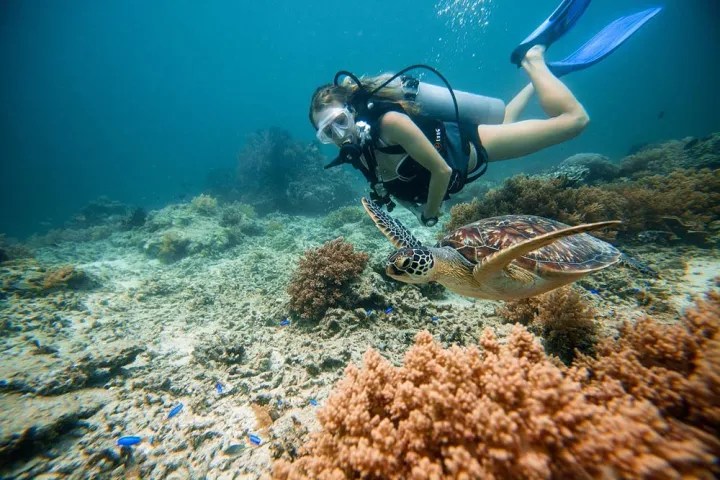 Hawaiian Green Sea Turtle (Honu) swims into frame during scuba lesson in Kona, HI