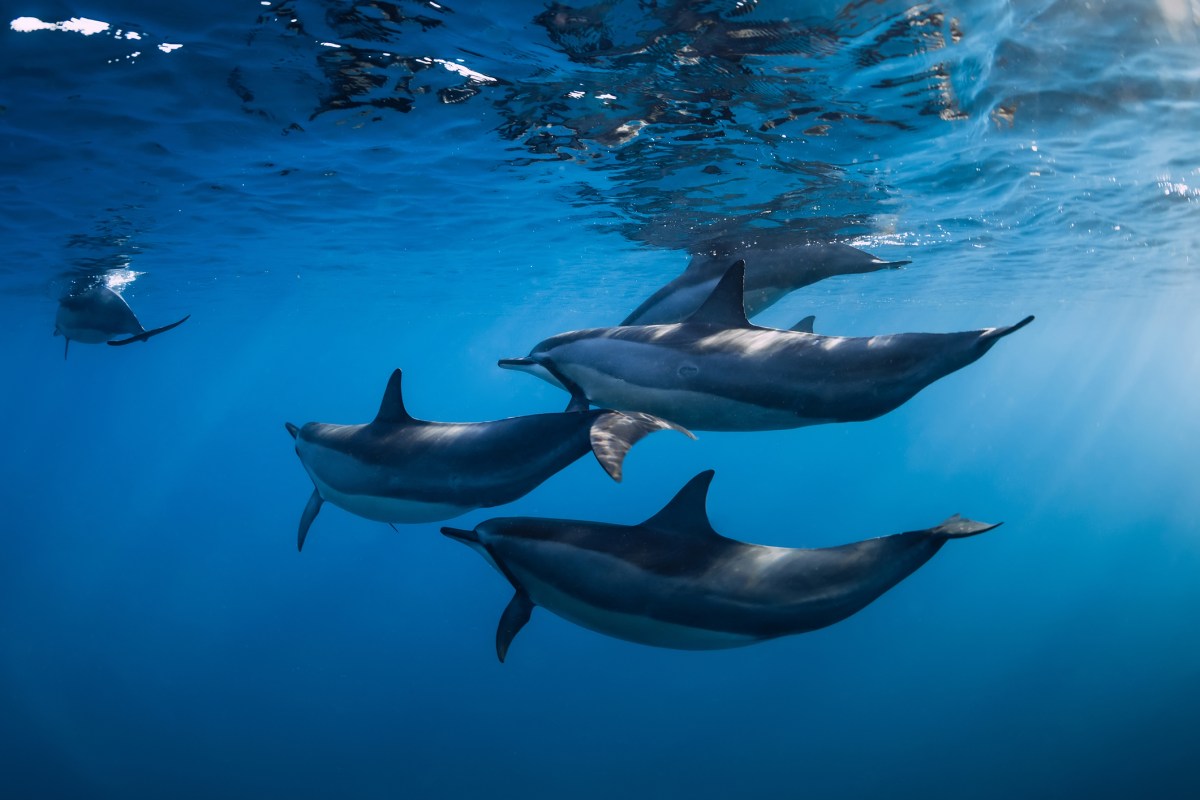 Family of Spinner dolphins in Kona swim underwater.