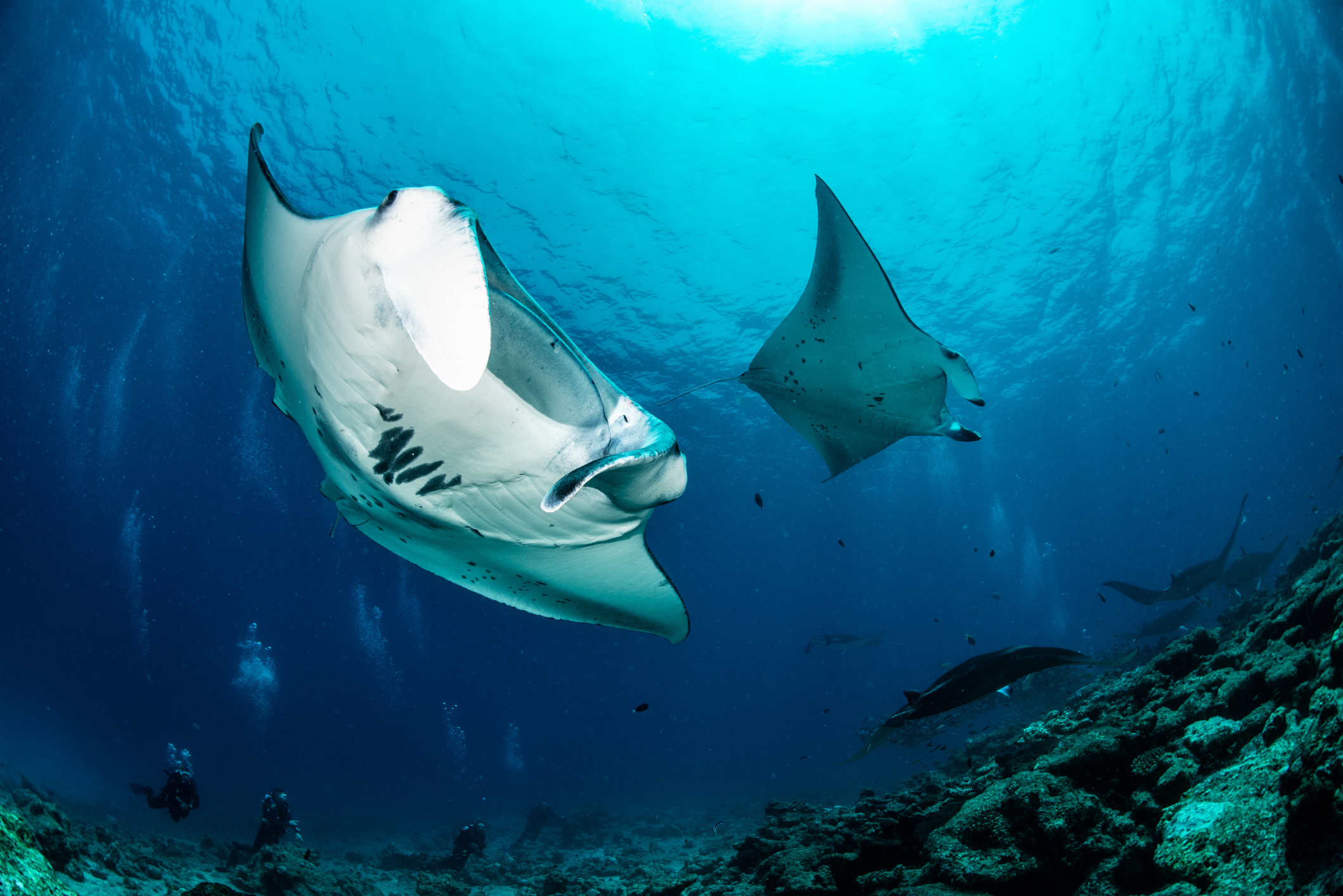 Manta Ray Night Dive
