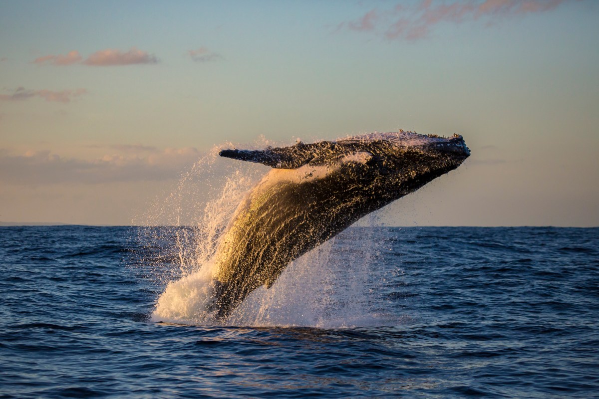 Humpback whale breaches off the coast during Kona whale watching cruise, leaping from the dark blue waters.