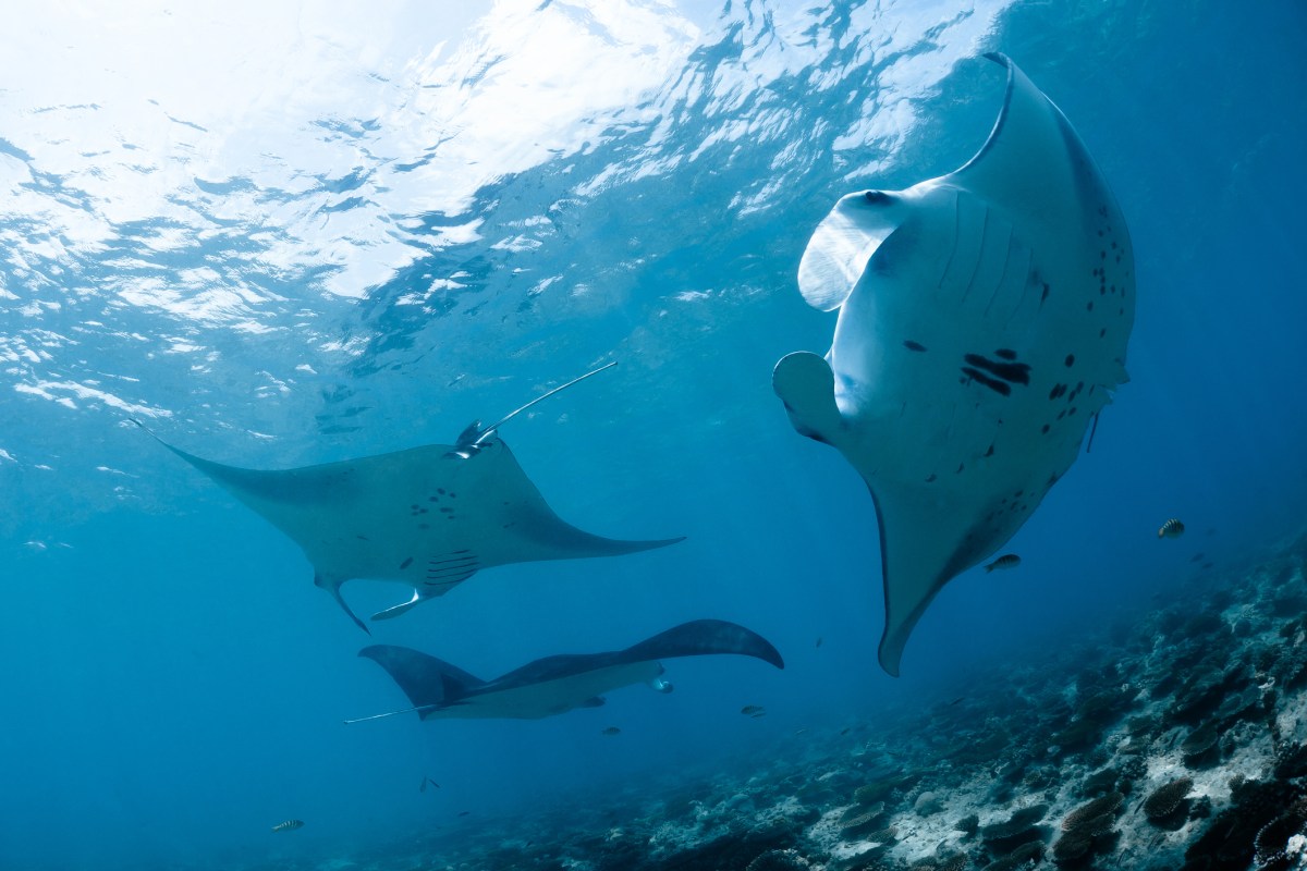 Manta rays circle overhead during manta ray scuba dive, Kona, Hawaii