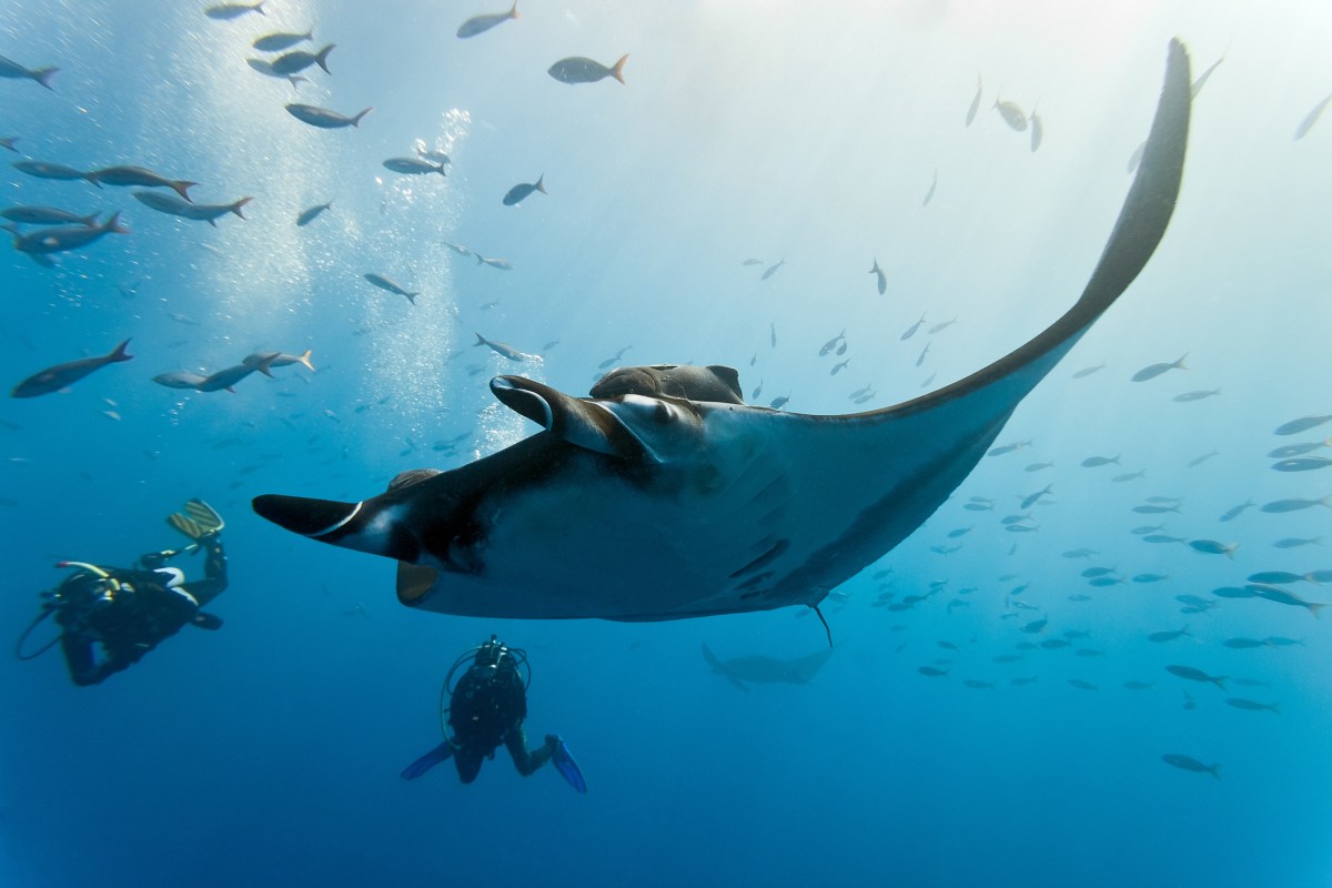 Two scuba divers swim near manta ray, surrounded by fish, in Kona, HI