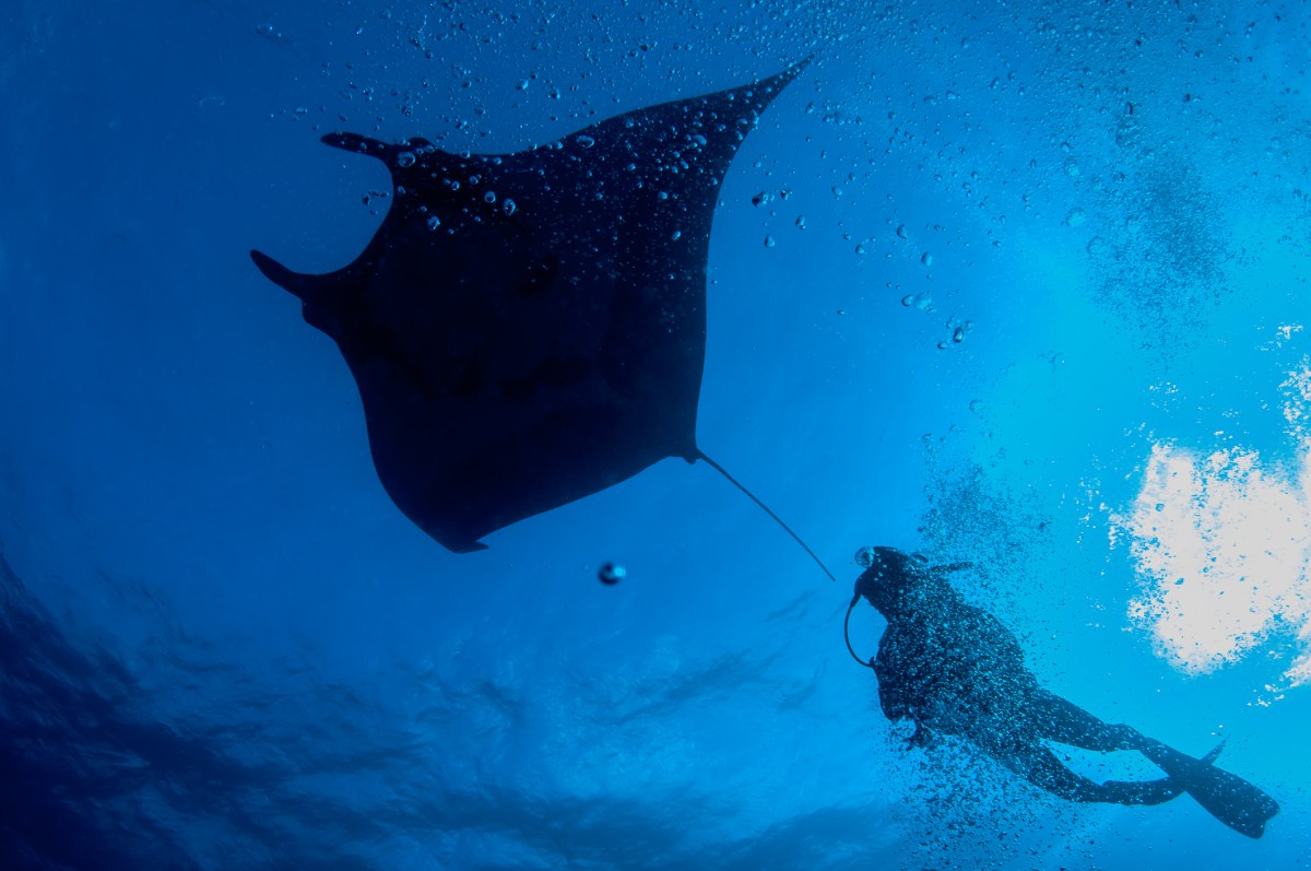 Snorkeler swims above manta ray during afternoon dive in Kona, HI.